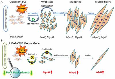 Impaired Regeneration in Dystrophic Muscle—New Target for Therapy